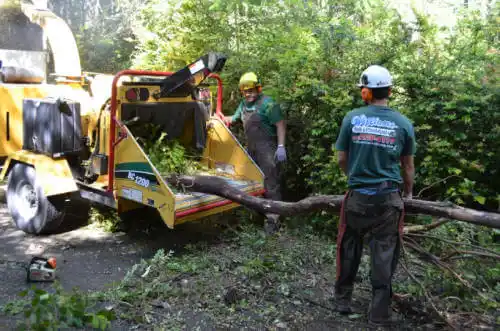 tree services Cambrian Park